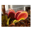 Dionaea 'Shark Teeth'