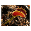 Dionaea 'Shark Teeth'