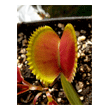 Dionaea 'Shark Teeth'