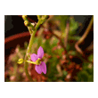 Stylidium debile