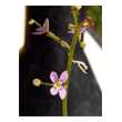 Stylidium debile