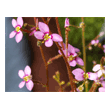 Stylidium debile