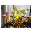 Dionaea 'South West Giant'