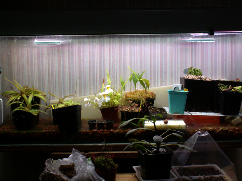 comment augmenter l'humidité dans un terrarium Terra01