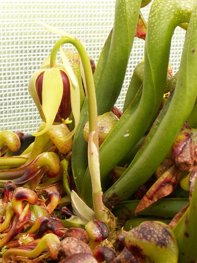 Darlingtonia californica