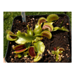 Dionaea 'UK Saw Tooth I'