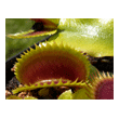 Dionaea 'UK Saw Tooth I'