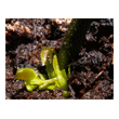 Dionaea 'UK Saw Tooth I'