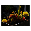 Dionaea 'UK Saw Tooth I'