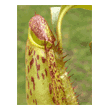 Nepenthes x mixta