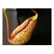 Nepenthes x mixta