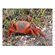 crabe