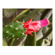 fleur d'opuntia