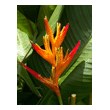 Heliconia imbricata