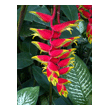 Heliconia rostrata