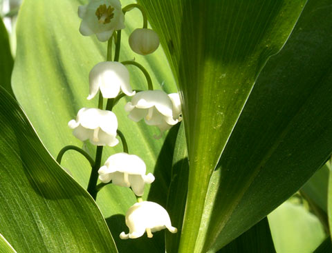 muguet.jpg